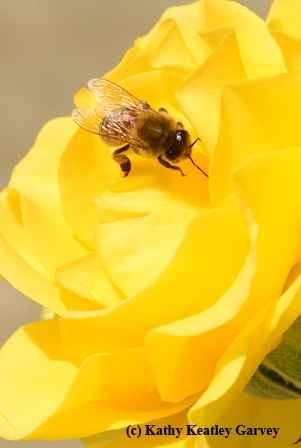 This honey bee liked the yellow rose. (Photo by Kathy Keatley Garvey)
