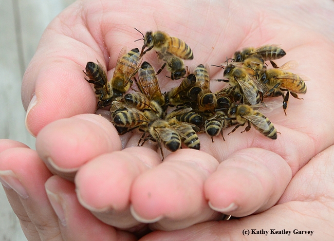 Honey bees in the hands of Pam Kan-Rice. (Photo by Kathy Keatley Garvey)