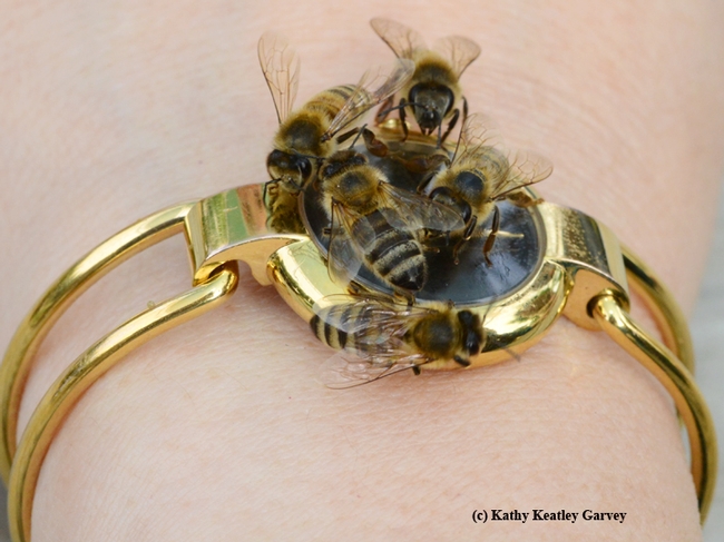 Bee watch. (Photo by Kathy Keatley Garvey)
