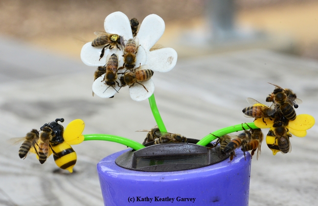 Bees are drawn to the special artificial nectar placed on a plastic plant. (Photo by Kathy Keatley Garvey)