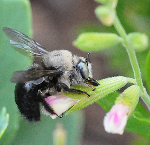 MALE CARPENTER BEE, Xylocopata tabaniformis orpifex, robbing nectar from sage. (Photo by Kathy Keatley Garvey)