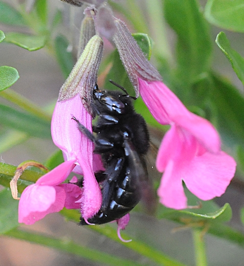FEMALE CARPENTER BEE, Xylocopata tabaniformis orpifex, robbing nectar from sage. (Photo by Kathy Keatley Garvey)