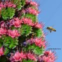 Honey bee packing a load of blue pollen heading for the tower of jewels, Echium wildpretii. (Photo by Kathy Keatley Garvey)