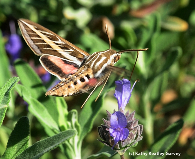 Side view of a white-lined Sphinx moth. (Photo by Kathy Keatley Garvey)