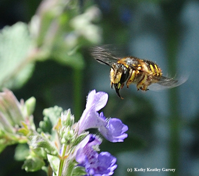 European wool carder bee, Anthidium manicatum, in flight. (Photo by Kathy Keatley Garvey)