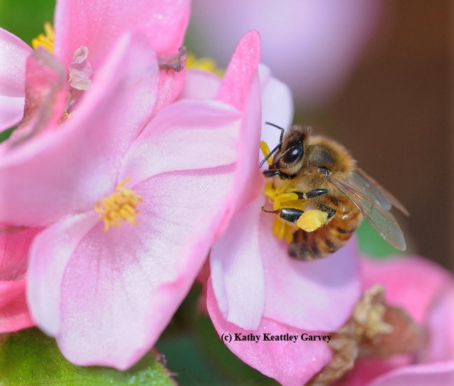 Honey bee, Apis mellifera, on a begonia. (Photo by Kathy Keatley Garvey)