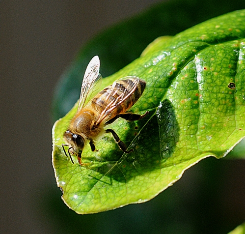 THIS HONEY BEE, sipping water from a leaf, is safe and secure--but not if hordes of Rasberry crazy ants find her. (Photo by Kathy Keatley Garvey)