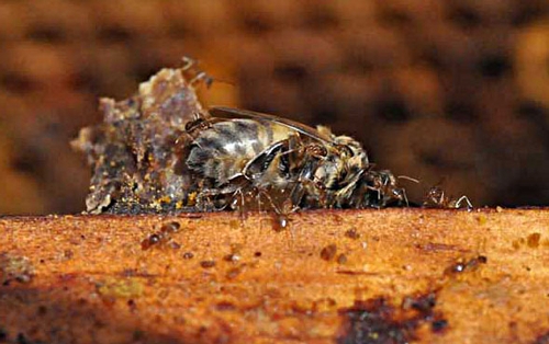 THIS PHOTO, posted on Tom Rasberry's blog at http://crazyrasberryants.blogspot.com/, shows Rasberry crazy ants killing honey bees.