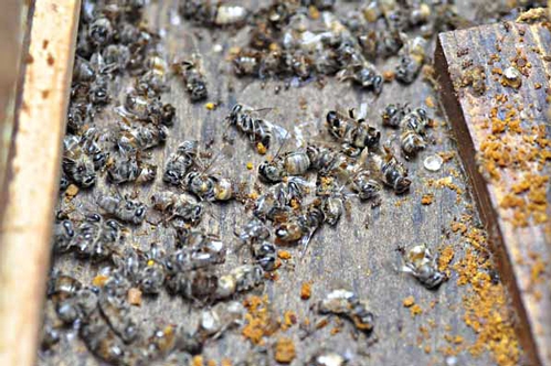 RASBERRY CRAZY ANTS invading a bee hive and killing ants. (Photo from Tom Rasberry's blog at http://crazyrasberryants.blogspot.com/.)
