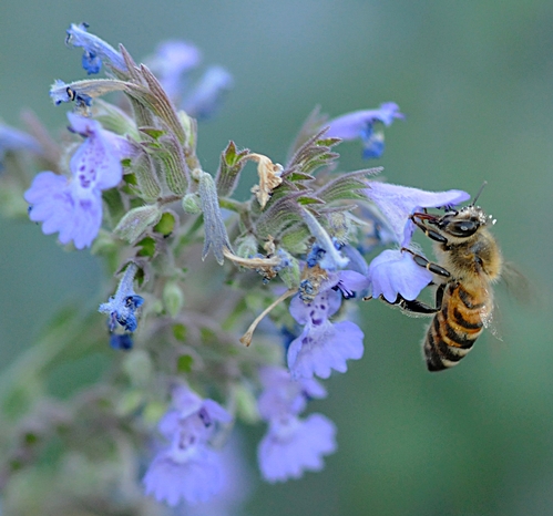 WITH POLLEN crowning her head, a honey bee nectars catmint. It's a bee favorite and a people favorite.(Photo by Kathy Keatley Garvey)