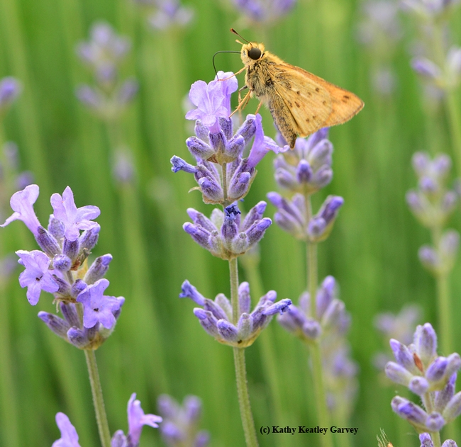 Skipper butterfly on lavender.(Photo by Kathy Keatley Garvey)