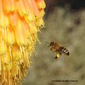 A honey bee, loaded with pollen, heads for Kniphofia 