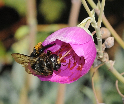 CARPENTER BEE nectars a rock purslane. (Photo by Kathy Keatley Garvey)