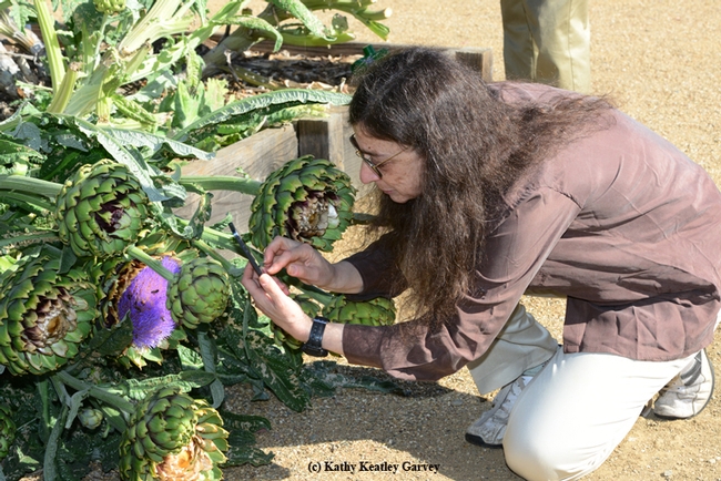 Entomologist May Berenbaum moves in for a photo of honey bees on a flowering artichoke. (Photo by Kathy Keatley Garvey)
