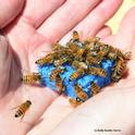 A handful of bees, held by Barbara Allen-Diaz. (Photo by Kathy Keatley Garvey)