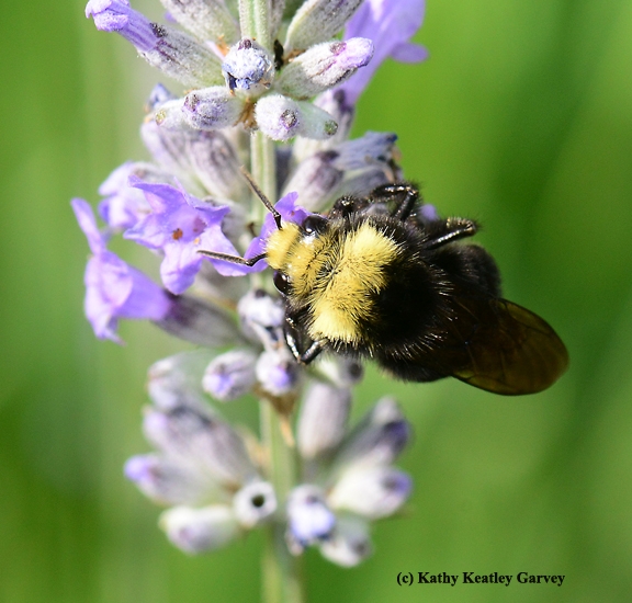Another view of the male yellow-faced bumble bee, Bombus vosnesenskii. (Photo by Kathy Keatley Garvey)