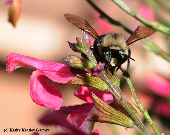 The eastern carpenter bee: an unloved nectar-robbing bee - Honey Bee Suite