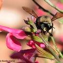 Mountain carpenter bee, Xylocopa tabaniformis orpifex, engaging in nectar robbing. (Photo by Kathy Keatley Garvey)