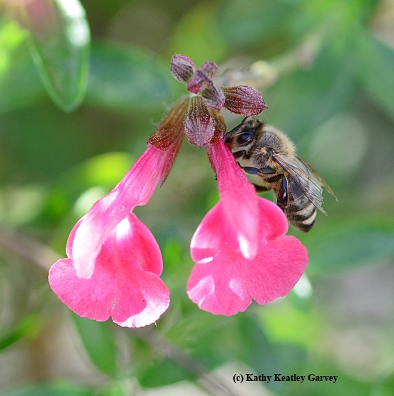 Honey bee engaging in nectar robbing. (Photo by Kathy Keatley Garvey)