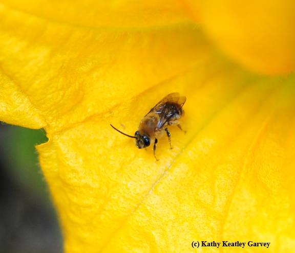 Squash bee, Peponapis pruinosa, on a squash blossom. (Photo by Kathy Keatley Garvey)