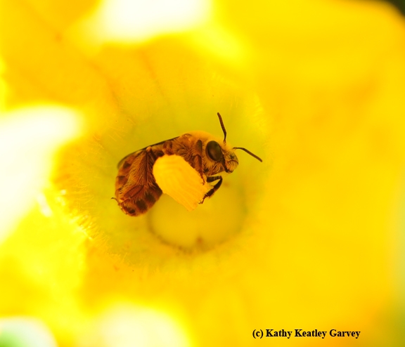 The squash bee, Peponapis pruinosa, is a specialist, pollinating only the Cucurbita genus. (Photo by Kathy Keatley Garvey)