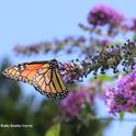 A monarch butterfly on a butterfly bush. (Photo by Kathy Keatley Garvey)