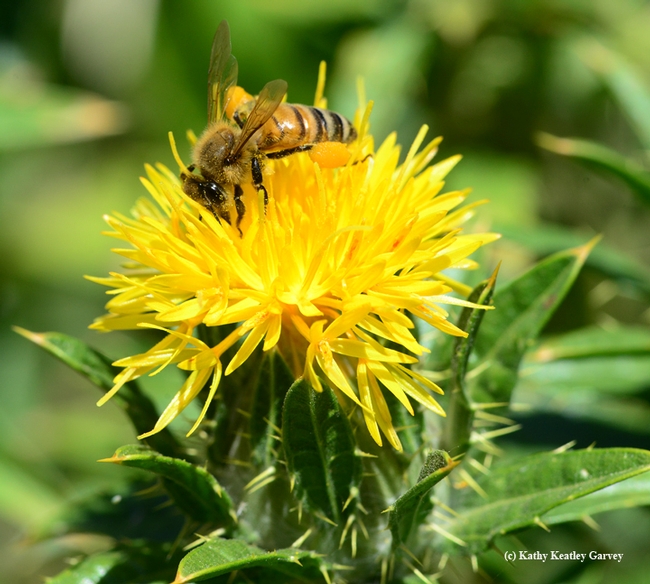 Honey bee foraging on safflower. (Photo by Kathy Keatley Garvey)