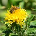 Honey bee foraging on safflower. (Photo by Kathy Keatley Garvey)