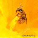 A squash bee, Peponapis pruinosa. (Photo by Kathy Keatley Garvey)