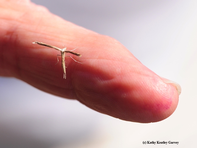 The plume moth is tiny. It's shown here on the finger of native pollinator specialist Robbin Thorp, emeritus professor of entomology at UC Davis. (Photo by Kathy Keatley Garvey)