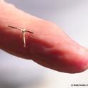 The plume moth is tiny. It's shown here on the finger of native pollinator specialist Robbin Thorp, emeritus professor of entomology at UC Davis. (Photo by Kathy Keatley Garvey)