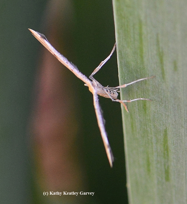 The plume moth at rest resembles a wind turbine. (Photo by Kathy Keatley Garvey)
