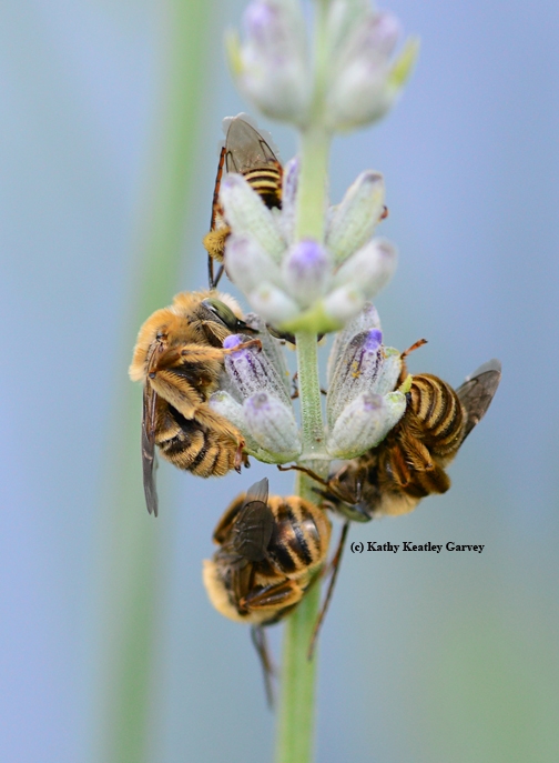 These males are longhorned digger bees, Melissodes agilis, sleeping on a lavender stem. (Photo by Kathy Keatley Garvey)