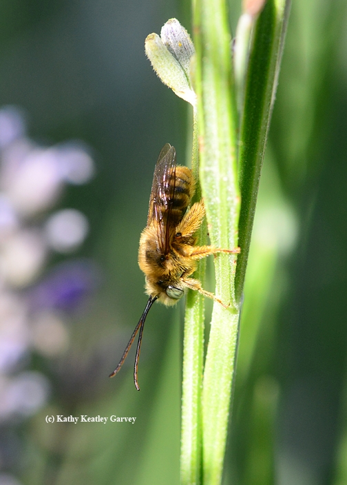 Side view of male longhorned bee, Melissodes agilis. (Photo by Kathy Keatley Garvey)