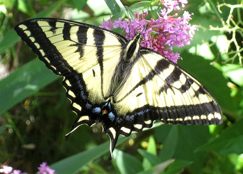 THIS IMAGE of the Western Tiger Swallowtail is by naturalist/photographer Greg Kareofelas, who took this in east Davis last week. Butterfly experts hadn't seen this butterfly in the Davis area for 15 years until this year.