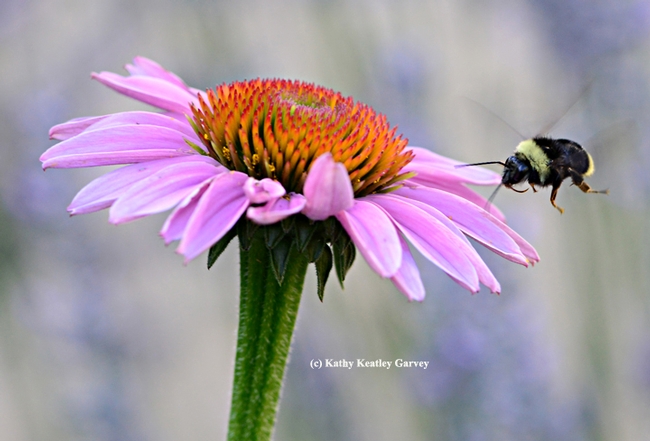 A female bumble bee, Bombus fervidus, heads for a purple coneflower. (Photo by Kathy Keatley Garvey)