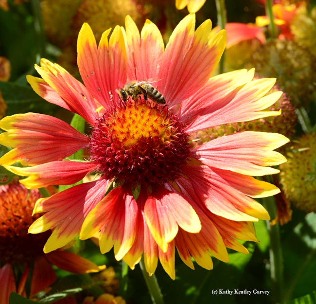 Honey bee (Apis mellifera) on a blanket flower (Gallardia) (Photo by Kathy Keatley Garvey)