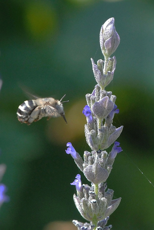 WITH TONGUE EXTENDED,  Anthophora urbana heads for lavender.  It's known as a rapid forager. (Photo by Kathy Keatley Garvey)