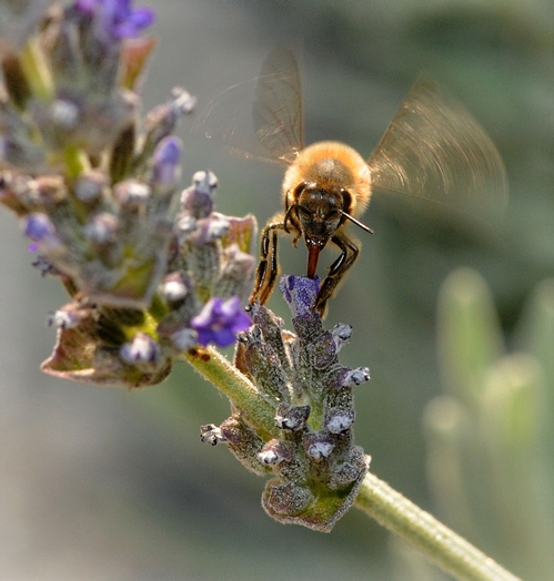 HONEY BEE wings in motion. The bee can fly a distance of two to two-and-a-half miles. (Photo by Kathy Keatley Garvey)
