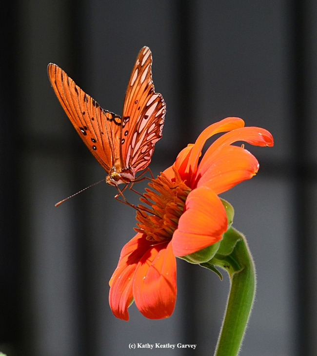 It's back to normal. The Gulf Fritillary finds another blossom. (Photo by Kathy Keatley Garvey)