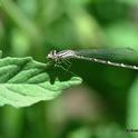 Damselfly on a leaf in the late afternoon. (Photo by Kathy Keatley Garvey)