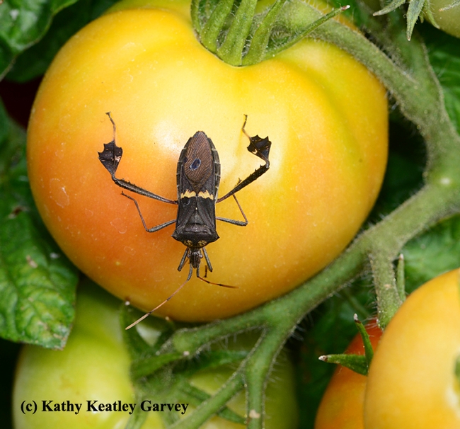 A leaffooted bug on a tomato. This is Leptoglossus phyllopus, as identified by senior museum scientist Steve Heydon of the Bohart Museum of Entomology, UC Davis. (Photo by Kathy Keatley Garvey)