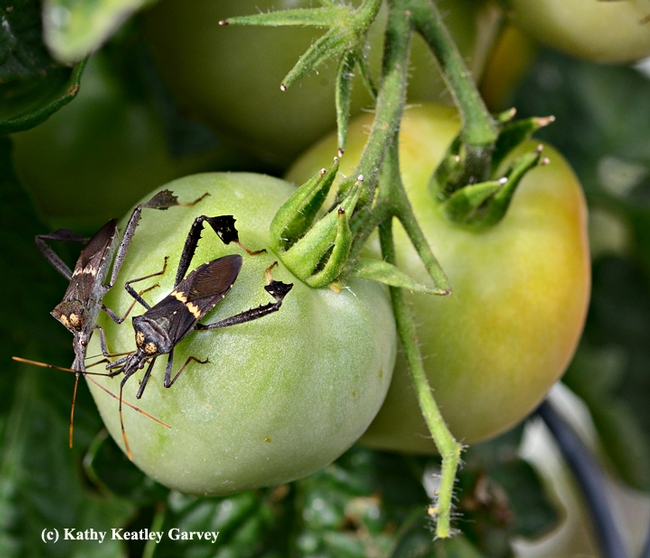 Two's company in this photo of two leaffooted bugs. (Photo by Kathy Keatley Garvey)