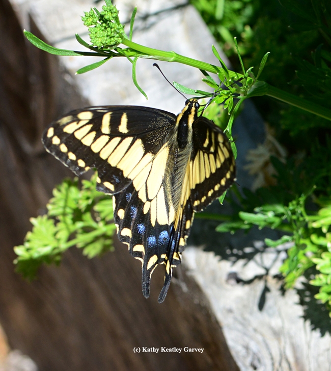 Anise swallowtail visiting a community park in Benicia. (Photo by Kathy Keatley Garvey)