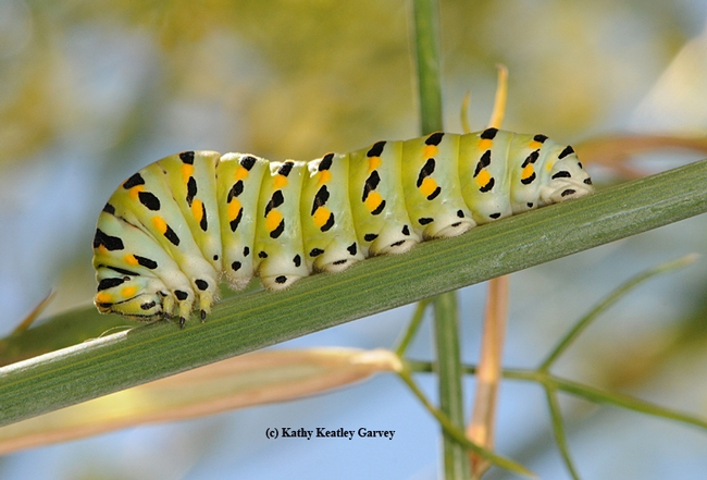 Caterpillar of the anise swallowtail. (Photo by Kathy Keatley Garvey)