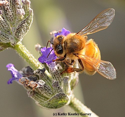 SILVER WINGS of a Cordovan honey bee gleam in the sunlight. (Photo by Kathy Keatley Garvey)