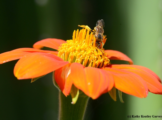 Ah, bliss. A male sunflower bee, Melissodes agilis, is head first in the pollen. (Photo by Kathy Keatley Garvey)