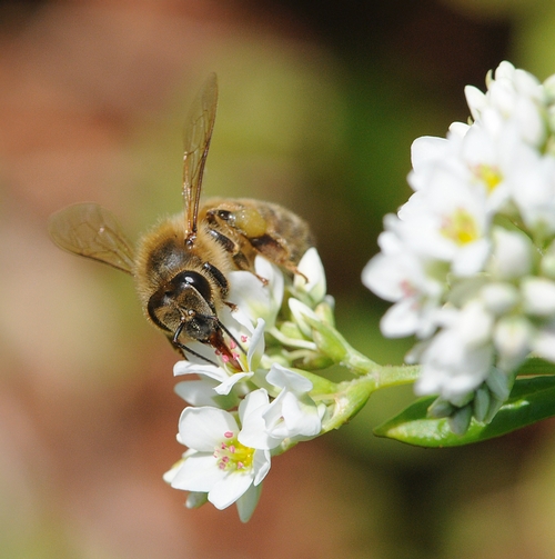 HONEY BEE nectaring Eastern buckwheat in Sonoma County. (Photo by Kathy Keatley Garvey)