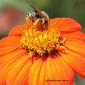 A male longhorned sunflower bee, Svastra obliqua, foraging on a Mexican sunflower. (Photo by Kathy Keatley Garvey)