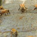 Honey bees find water where they can. (Photo by Kathy Keatley Garvey)